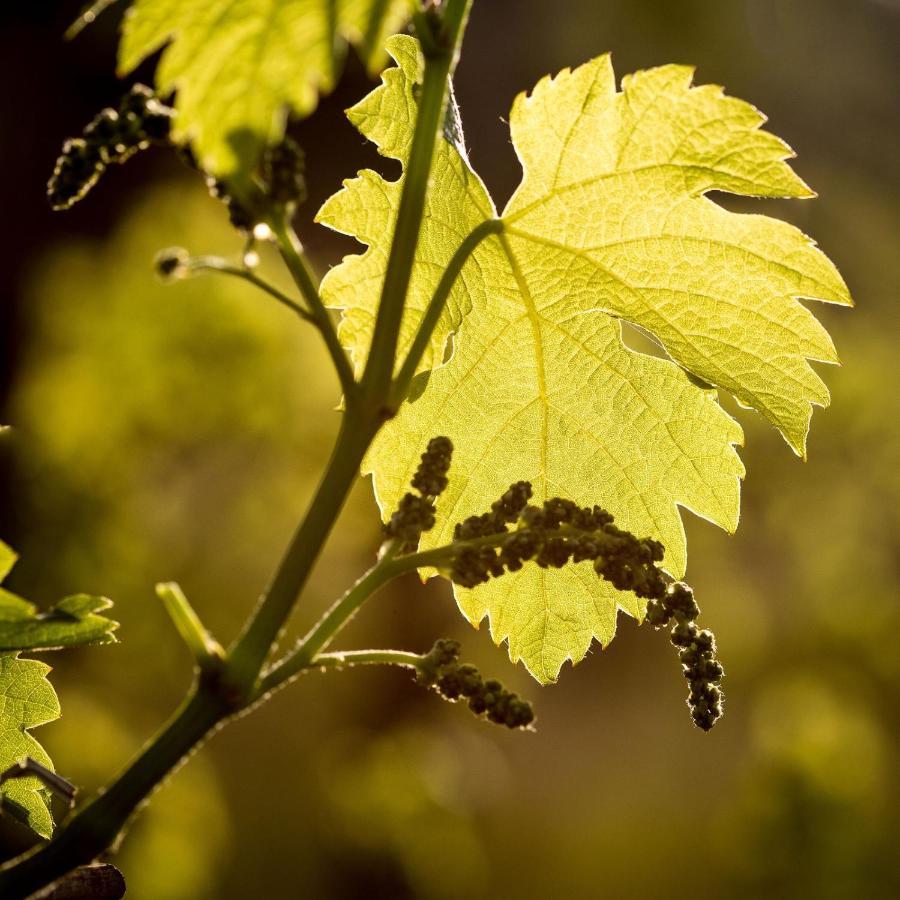 Il Roncal Wine Resort - For Wine Lovers Cividale del Friuli Екстериор снимка