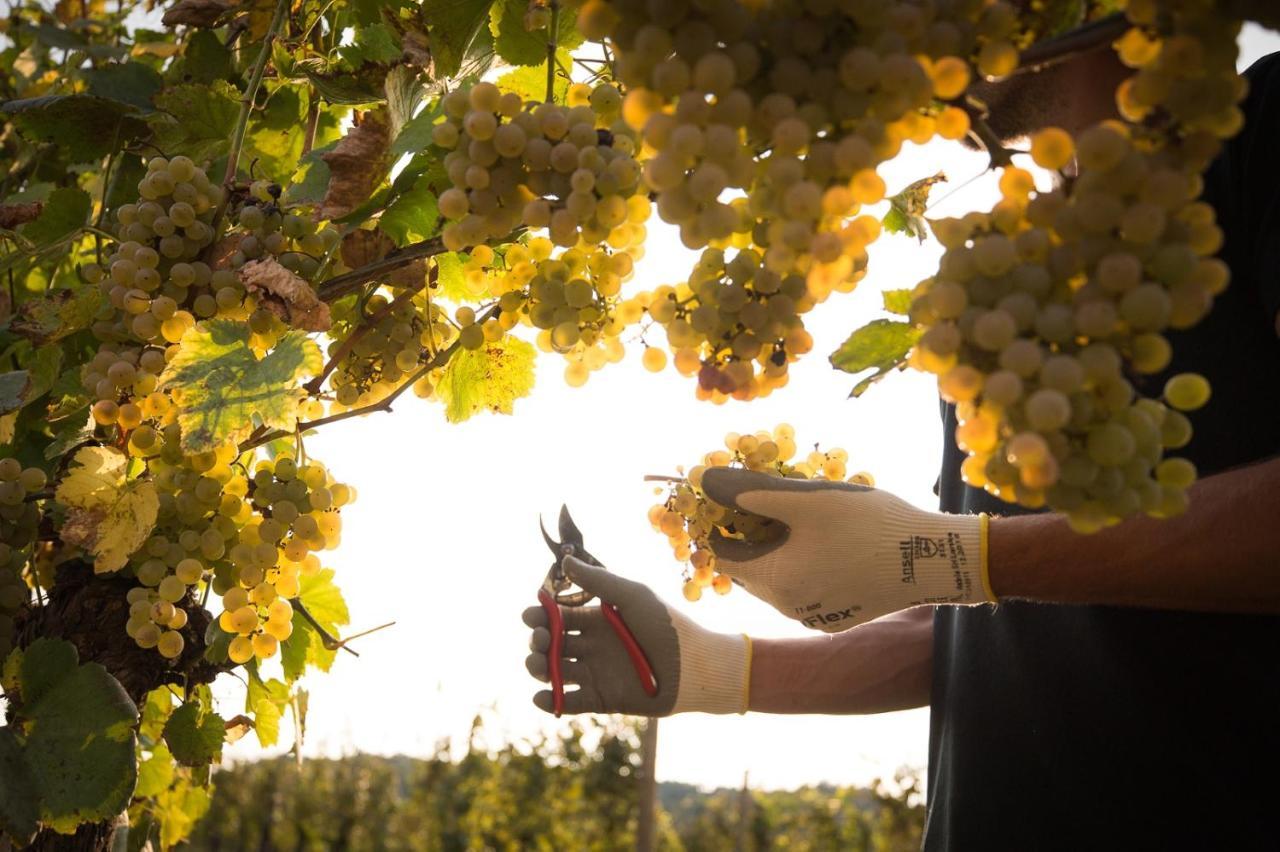 Il Roncal Wine Resort - For Wine Lovers Cividale del Friuli Екстериор снимка