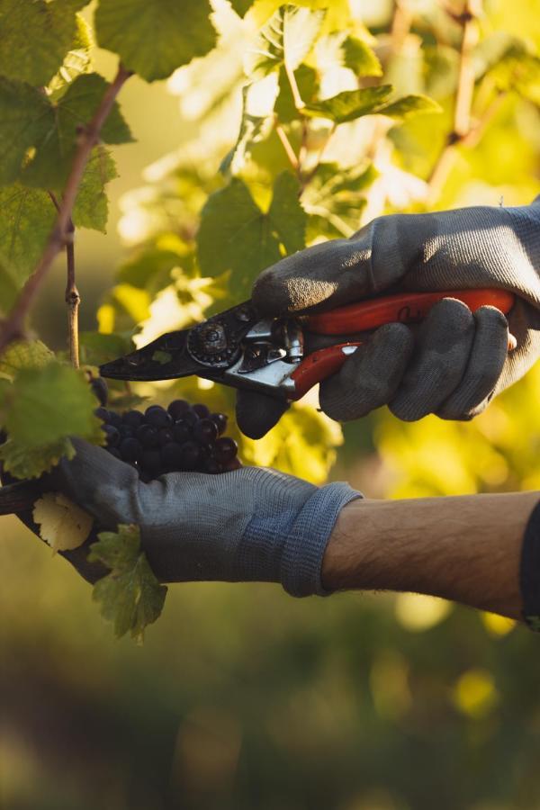 Il Roncal Wine Resort - For Wine Lovers Cividale del Friuli Екстериор снимка
