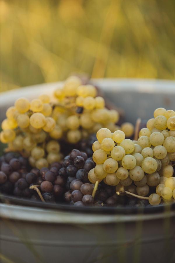 Il Roncal Wine Resort - For Wine Lovers Cividale del Friuli Екстериор снимка