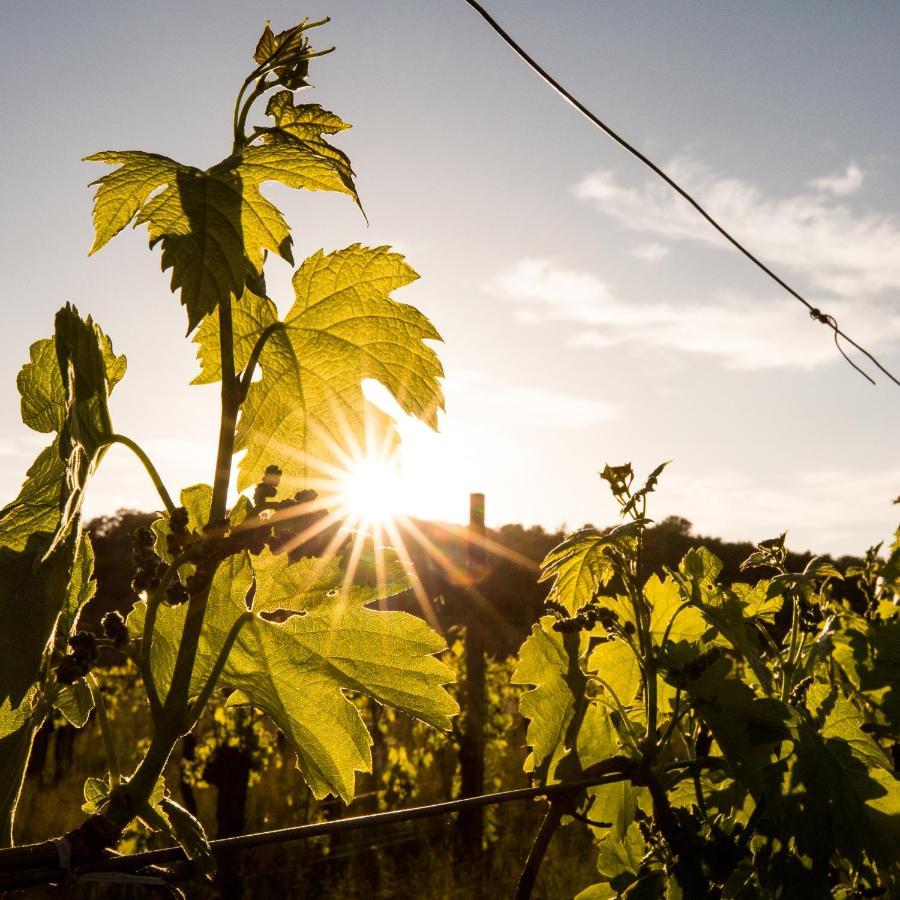 Il Roncal Wine Resort - For Wine Lovers Cividale del Friuli Екстериор снимка